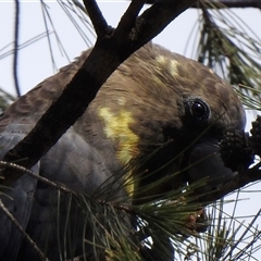 Calyptorhynchus lathami lathami at Penrose, NSW - suppressed