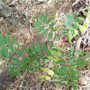 Pistacia chinensis at Gundaroo, NSW - 2 Jan 2025