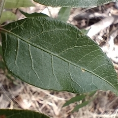 Pistacia chinensis at Gundaroo, NSW - 2 Jan 2025