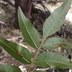 Pistacia chinensis at Gundaroo, NSW - 2 Jan 2025