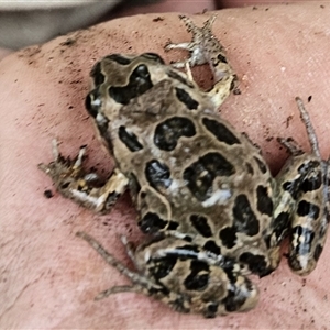 Limnodynastes tasmaniensis (Spotted Grass Frog) at Bonython, ACT by ChrisHolder