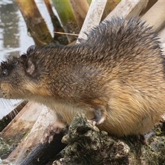 Hydromys chrysogaster (Rakali or Water Rat) at Fyshwick, ACT - 3 Jan 2025 by rawshorty