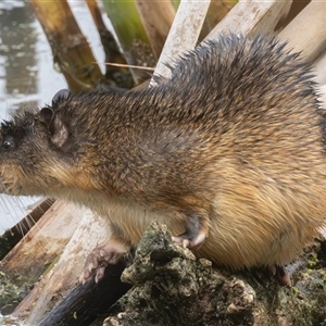 Hydromys chrysogaster (Rakali or Water Rat) at Fyshwick, ACT by rawshorty