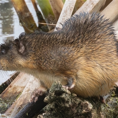 Hydromys chrysogaster (Rakali or Water Rat) at Fyshwick, ACT - 3 Jan 2025 by rawshorty