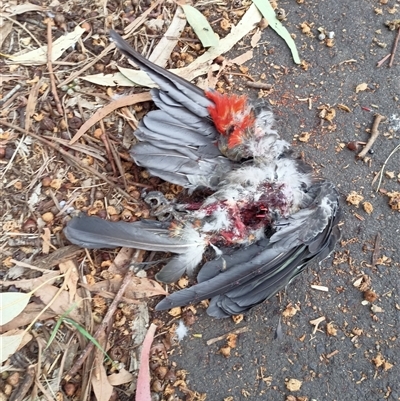 Callocephalon fimbriatum (Gang-gang Cockatoo) at O'Connor, ACT - 3 Jan 2025 by PaulDoy