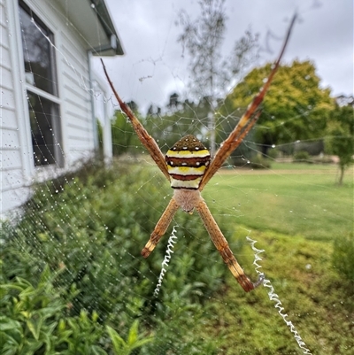 Argiope keyserlingi at Mittagong, NSW - 2 Jan 2025 by Span102