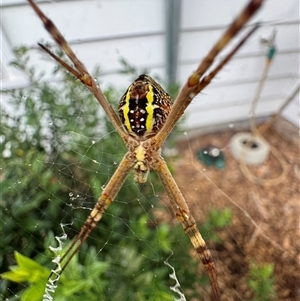 Argiope keyserlingi at Mittagong, NSW - suppressed