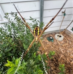 Argiope keyserlingi at Mittagong, NSW - suppressed