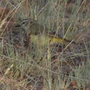 Acanthiza chrysorrhoa at Murga, NSW - suppressed