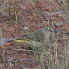 Acanthiza chrysorrhoa at Murga, NSW - suppressed