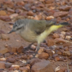 Acanthiza chrysorrhoa at Murga, NSW - suppressed