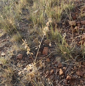 Eragrostis brownii at Murga, NSW by Paul4K