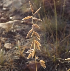 Unidentified at suppressed - 31 Dec 2024