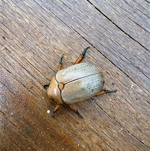 Anoplognathus porosus at Mittagong, NSW - 2 Jan 2025