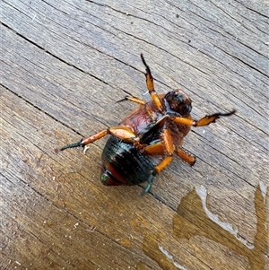 Anoplognathus porosus at Mittagong, NSW - 2 Jan 2025