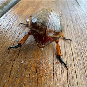 Anoplognathus porosus at Mittagong, NSW - suppressed