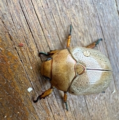 Anoplognathus porosus at Mittagong, NSW - 2 Jan 2025