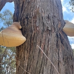 Laetiporus portentosus at Crookwell, NSW - 2 Jan 2025 by JaneR