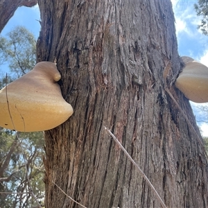 Laetiporus portentosus at Crookwell, NSW - 2 Jan 2025 04:06 PM