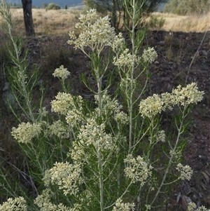 Cassinia laevis at suppressed - suppressed