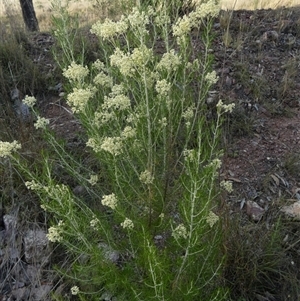 Cassinia laevis at suppressed - suppressed