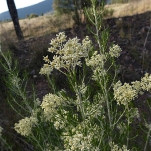 Cassinia laevis at suppressed - suppressed