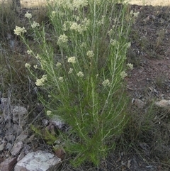 Cassinia laevis at suppressed - suppressed