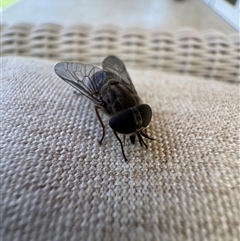 Dasybasis sp. (genus) (A march fly) at Mittagong, NSW - 30 Dec 2024 by Span102