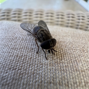 Dasybasis sp. (genus) (A march fly) at Mittagong, NSW by Span102