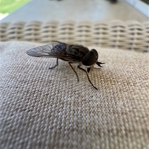Dasybasis sp. (genus) at Mittagong, NSW - suppressed
