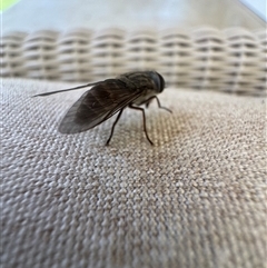 Dasybasis sp. (genus) at Mittagong, NSW - suppressed