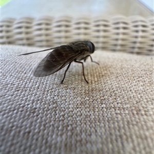 Dasybasis sp. (genus) at Mittagong, NSW - suppressed