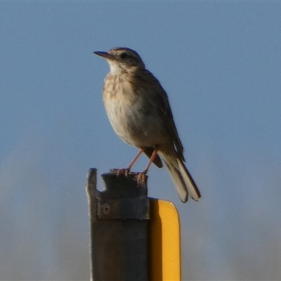 Anthus australis at Murga, NSW - 30 Dec 2024 by Paul4K