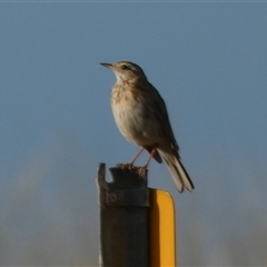 Anthus australis at Murga, NSW - 31 Dec 2024