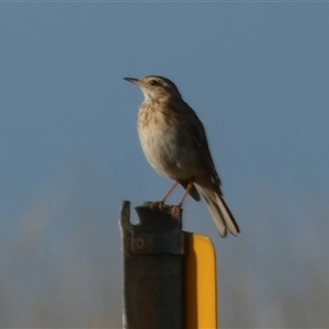 Anthus australis at Murga, NSW - suppressed