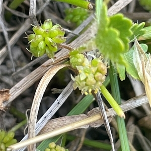 Hydrocotyle sibthorpioides (A Pennywort) at Crookwell, NSW by JaneR