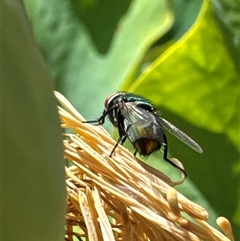 Unidentified True fly (Diptera) at Aranda, ACT - 3 Jan 2025 by Jubeyjubes