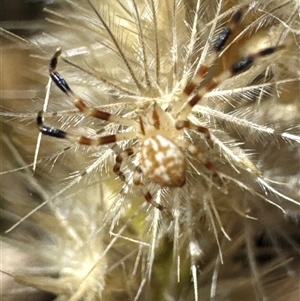 Thomisidae (family) at Aranda, ACT - 3 Jan 2025 11:37 AM