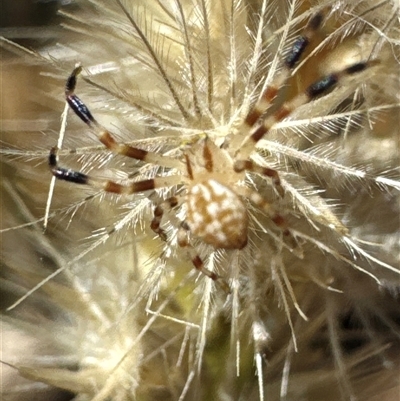 Thomisidae (family) (Unidentified Crab spider or Flower spider) at Aranda, ACT - 3 Jan 2025 by Jubeyjubes