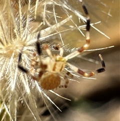 Thomisidae (family) at Aranda, ACT - 3 Jan 2025 11:37 AM