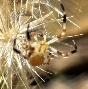 Thomisidae (family) at Aranda, ACT - 3 Jan 2025 11:37 AM