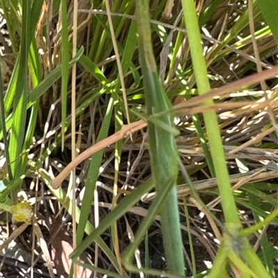 Acrida conica (Giant green slantface) at Aranda, ACT - 3 Jan 2025 by Jubeyjubes