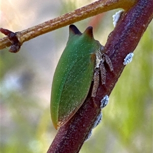 Sextius virescens (Acacia horned treehopper) at Aranda, ACT by Jubeyjubes