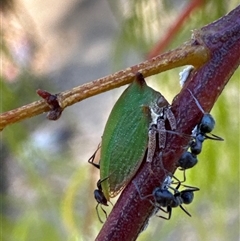 Sextius virescens at Aranda, ACT - 3 Jan 2025 11:13 AM