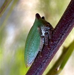 Sextius virescens at Aranda, ACT - 3 Jan 2025 11:13 AM