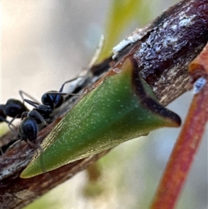 Sextius virescens at Aranda, ACT - 3 Jan 2025 11:13 AM