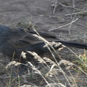 Struthidea cinerea (Apostlebird) at Murga, NSW by Paul4K