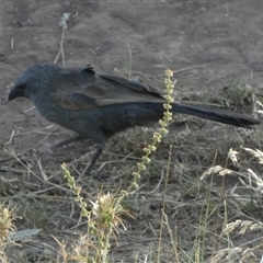 Struthidea cinerea at Murga, NSW - suppressed