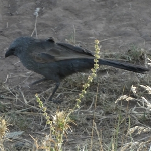 Struthidea cinerea at Murga, NSW - 31 Dec 2024