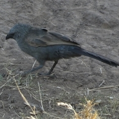 Struthidea cinerea at Murga, NSW - suppressed